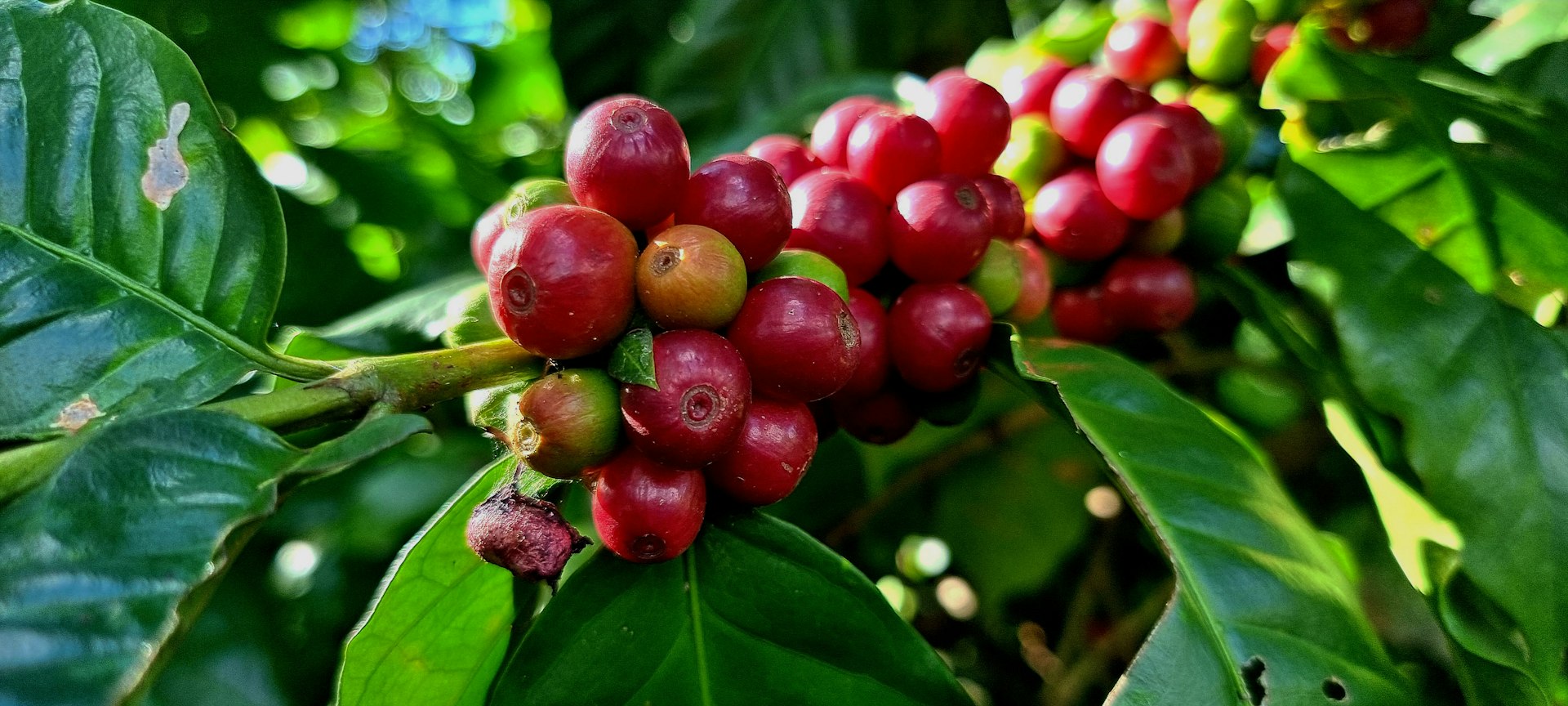 a close up of a bunch of berries on a tree